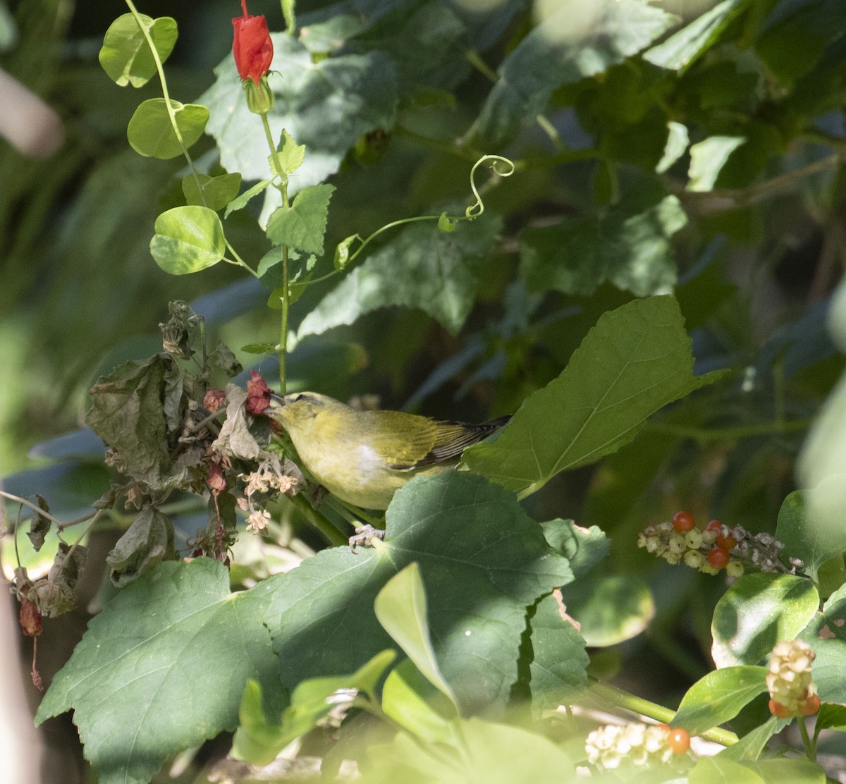 Tennessee Warbler - ML645468495