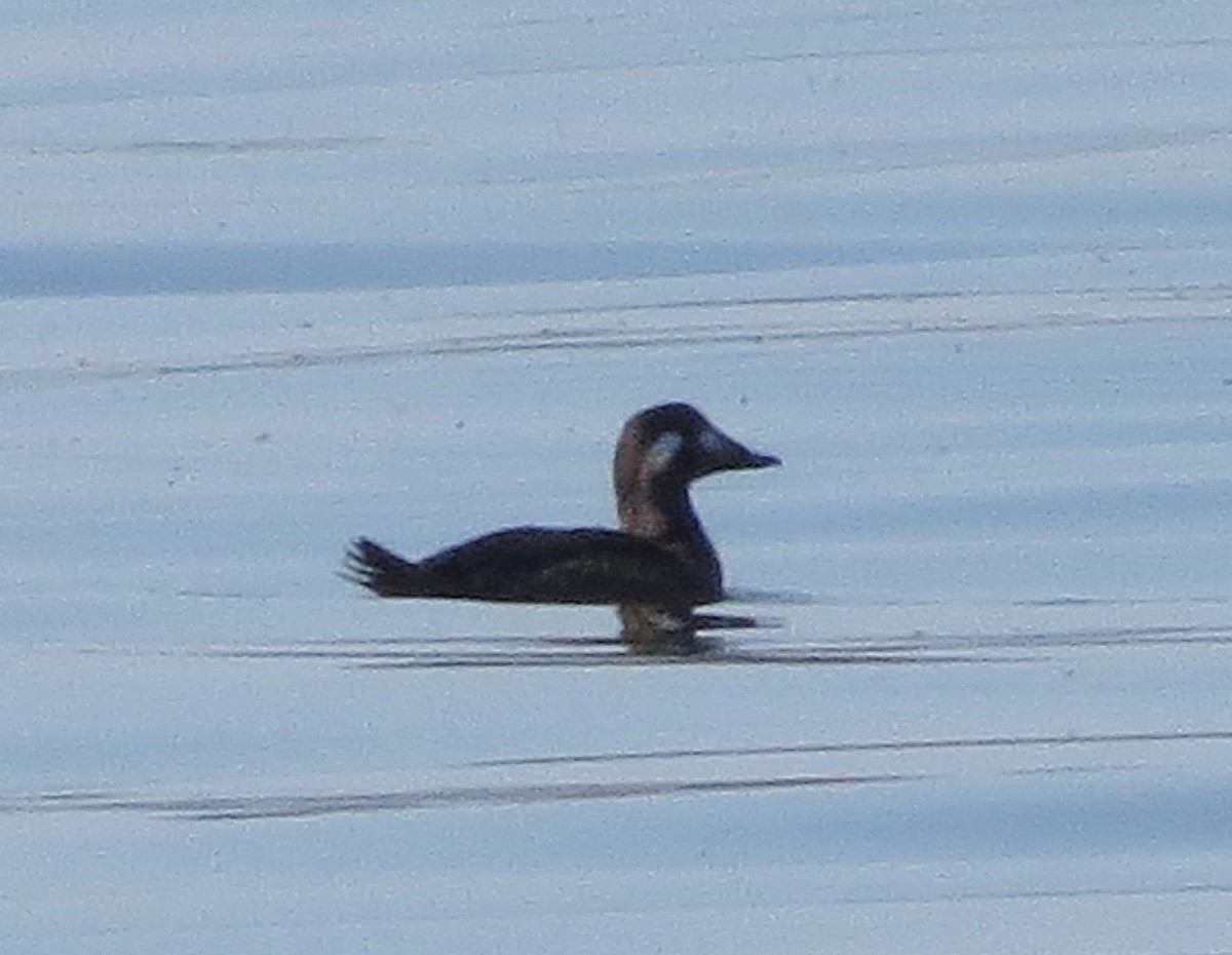 White-winged Scoter - ML645468497