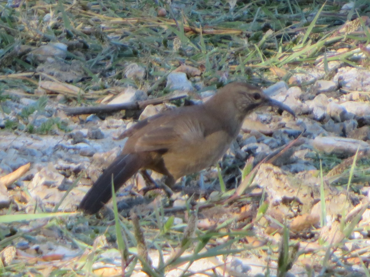 California Thrasher - ML645468500