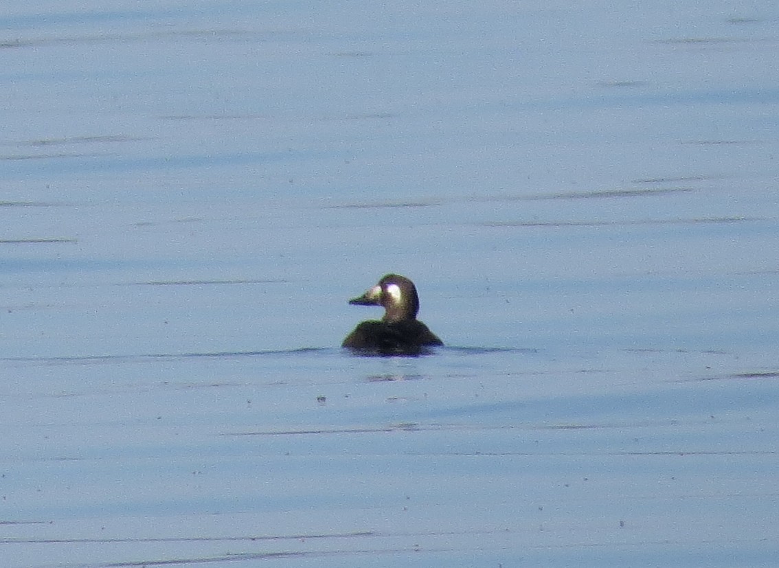 White-winged Scoter - ML645468510