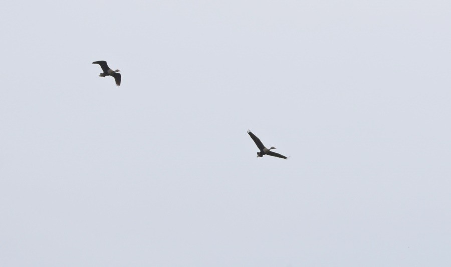 Dendrocigna beccorosso - ML645468511