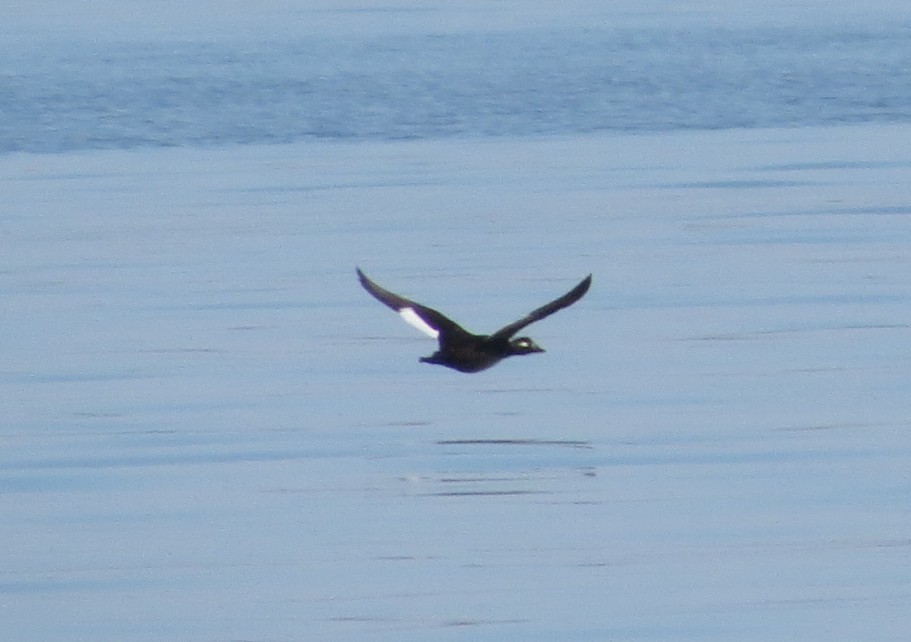 White-winged Scoter - ML645468525