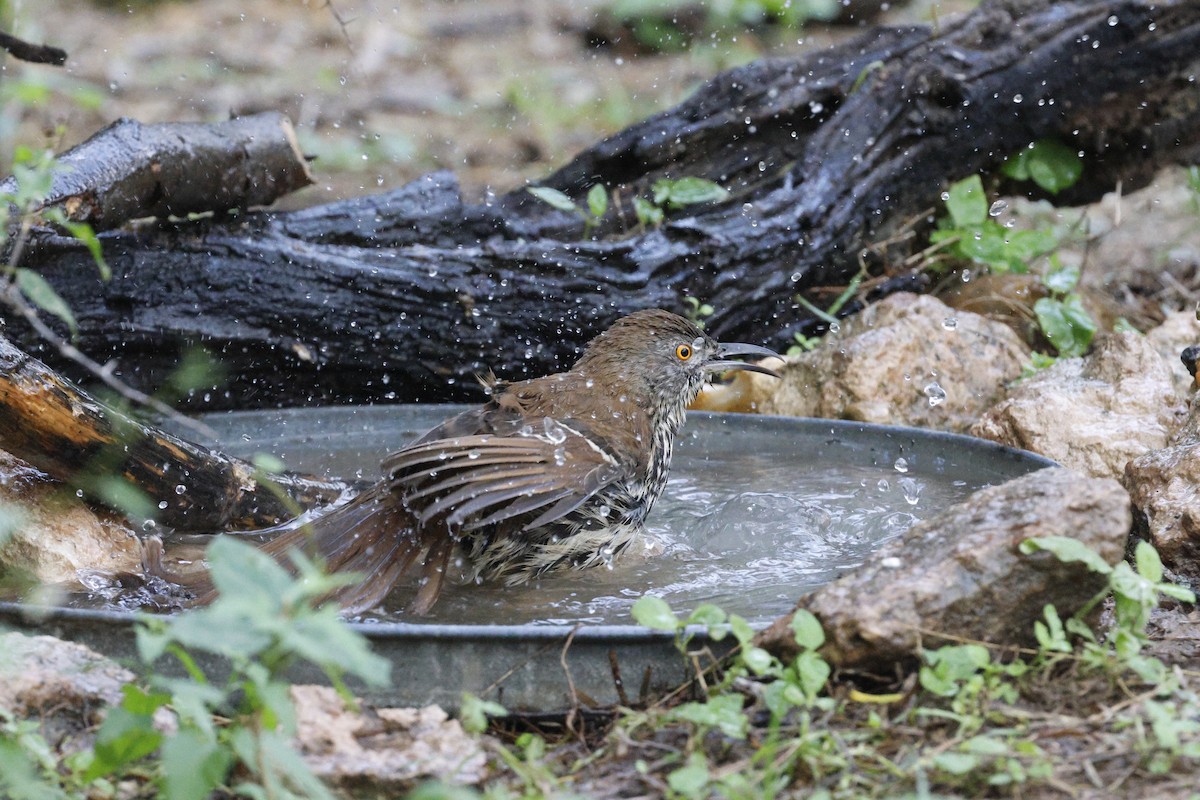 drozdec dlouhozobý - ML645468527