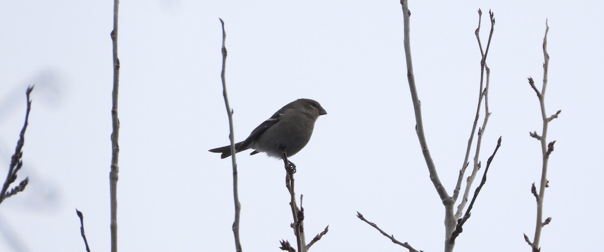 hýl křivčí - ML645468530