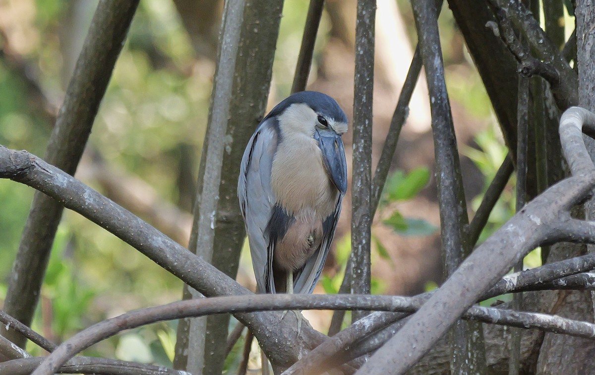 Boat-billed Heron - ML645468535
