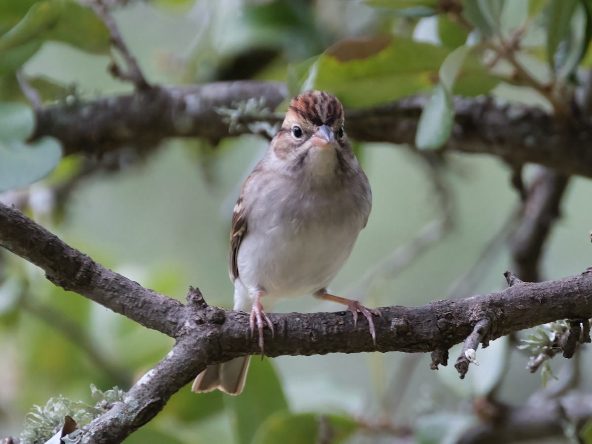 Chipping Sparrow - ML645468536