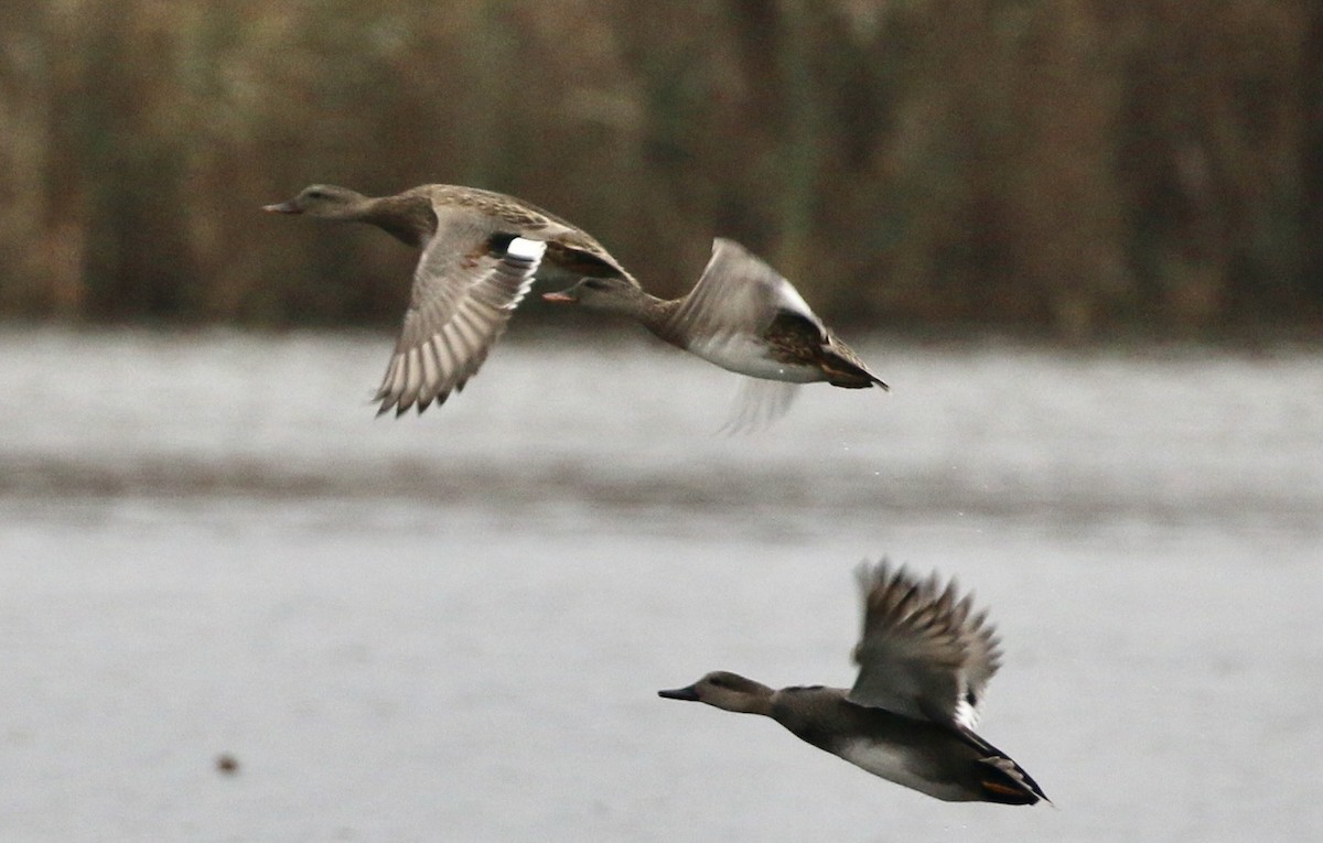 Gadwall - ML645468537