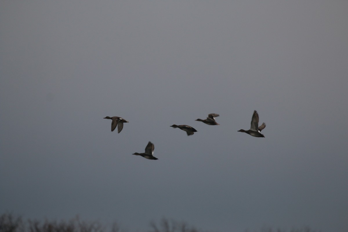 Gadwall - ML645468538