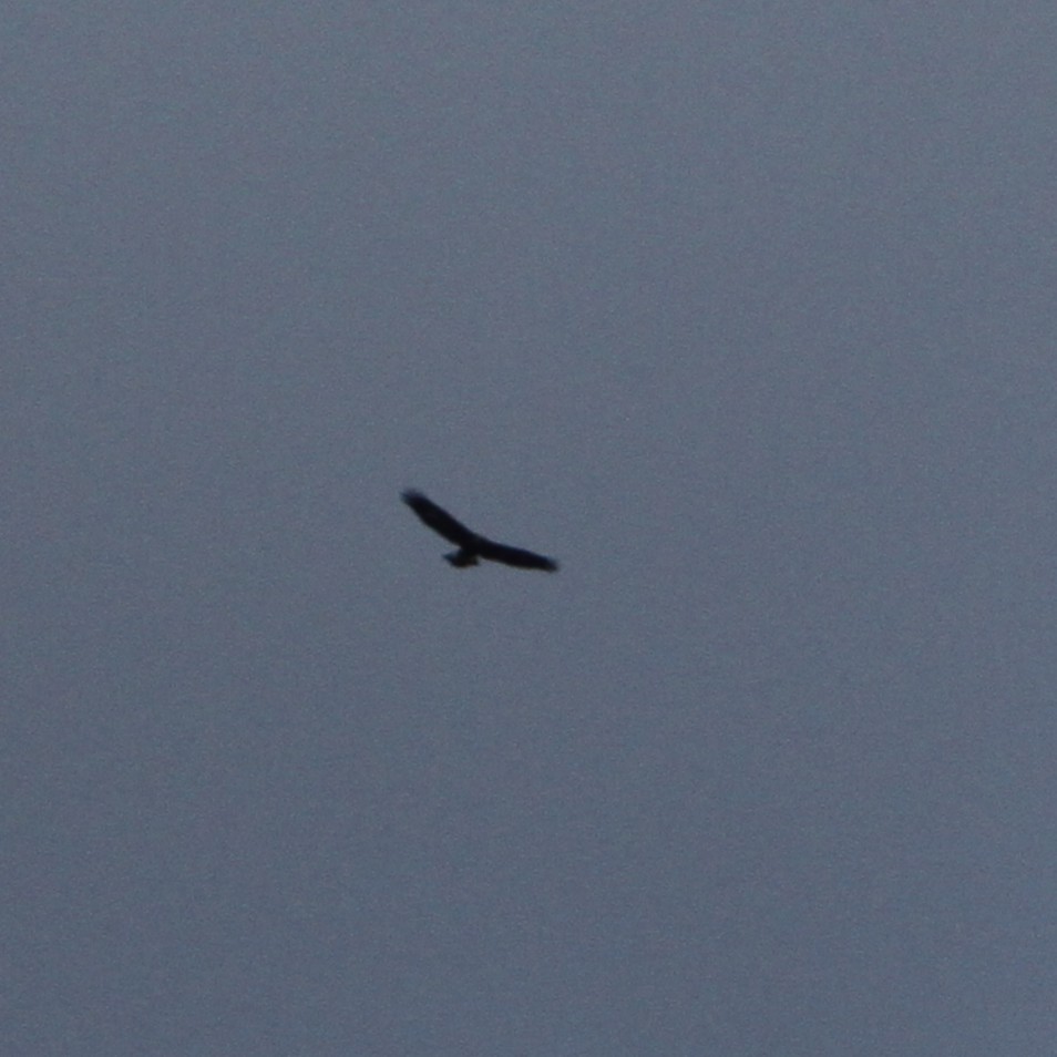 Golden Eagle - ML645468539