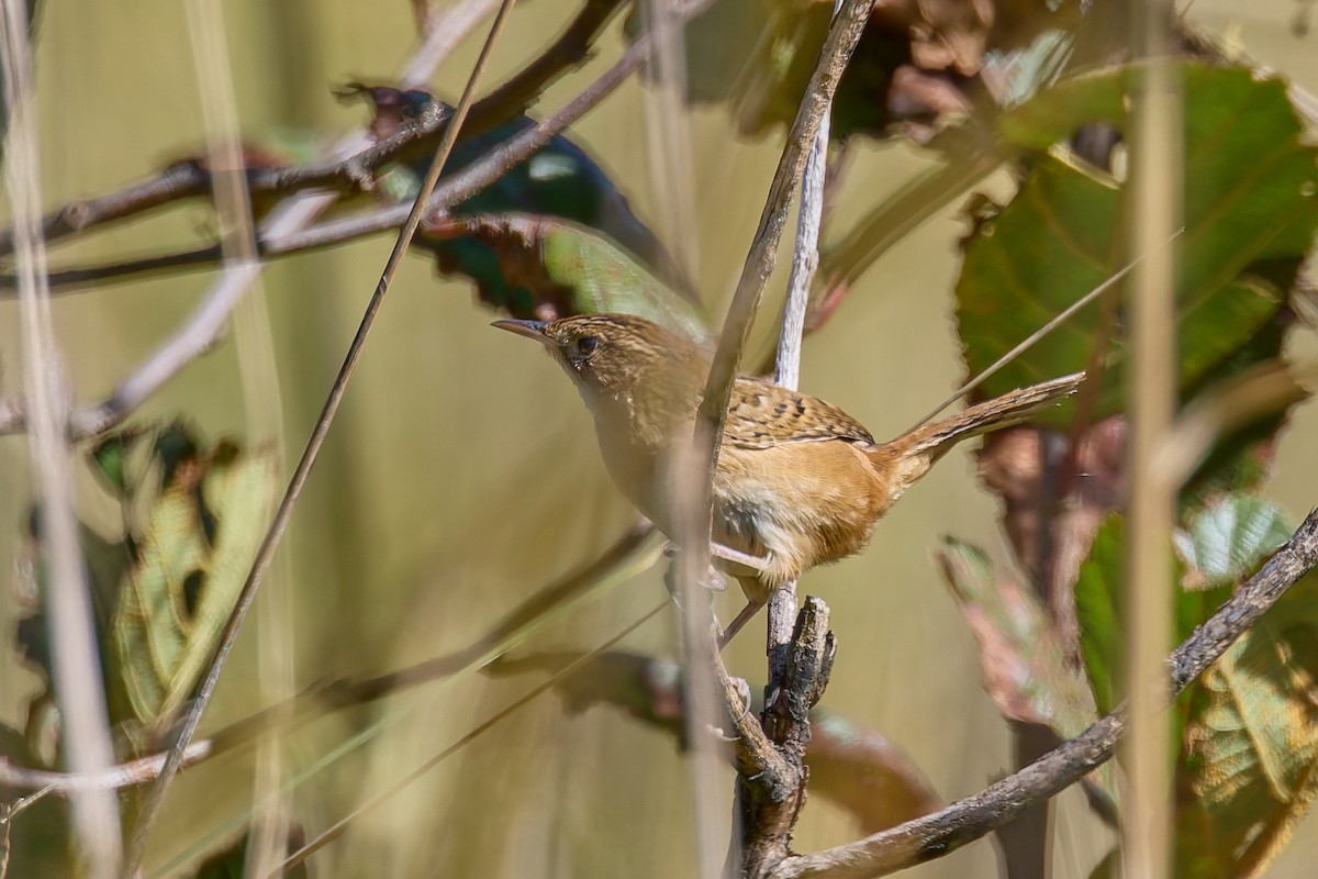 Grass Wren (Northern) - ML645468541