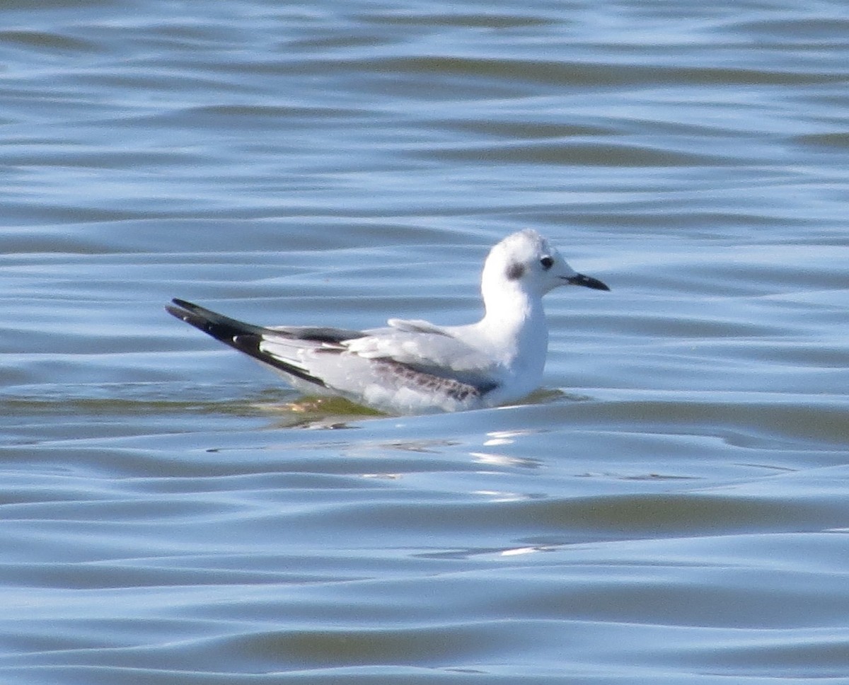 Bonaparte's Gull - ML645468542