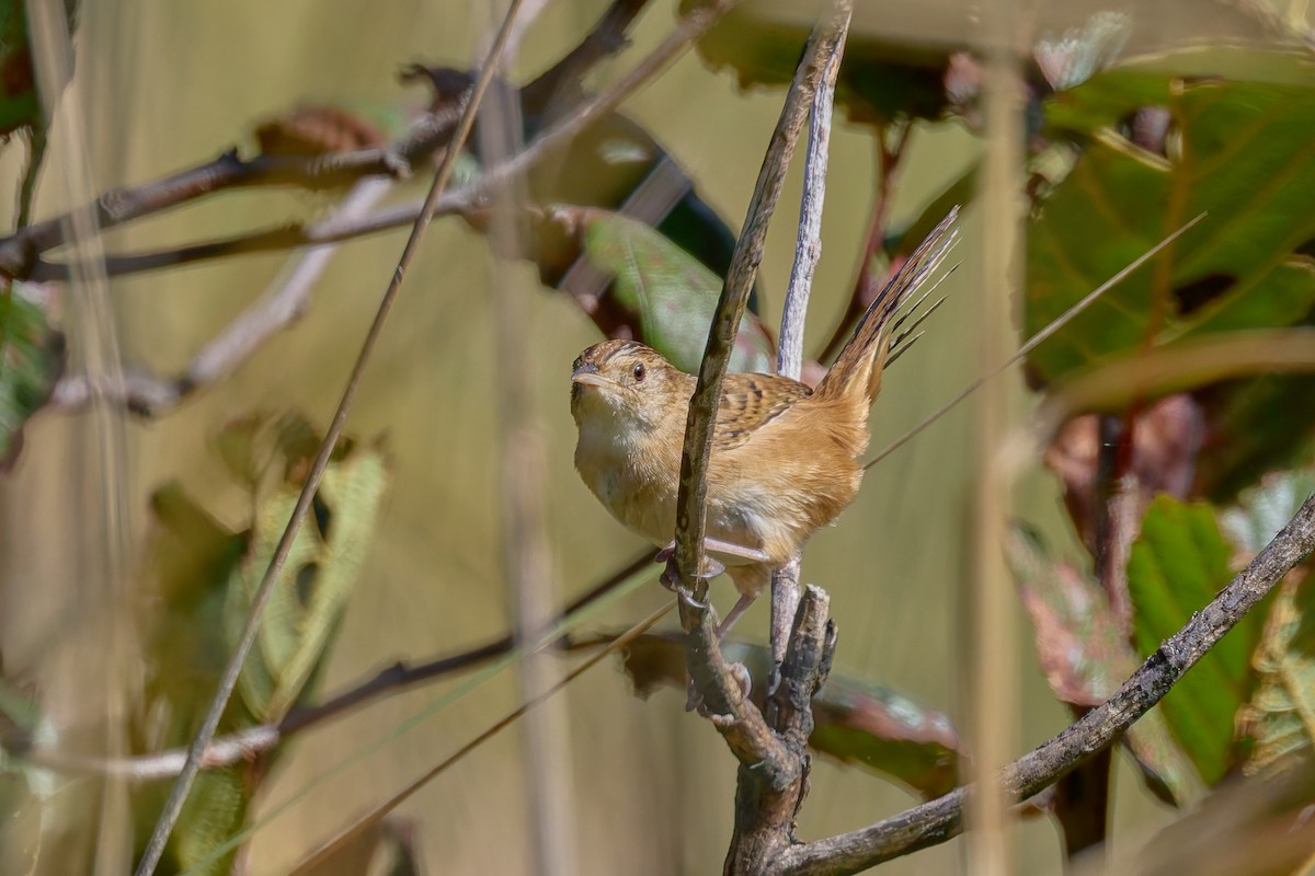 Grass Wren (Northern) - ML645468546