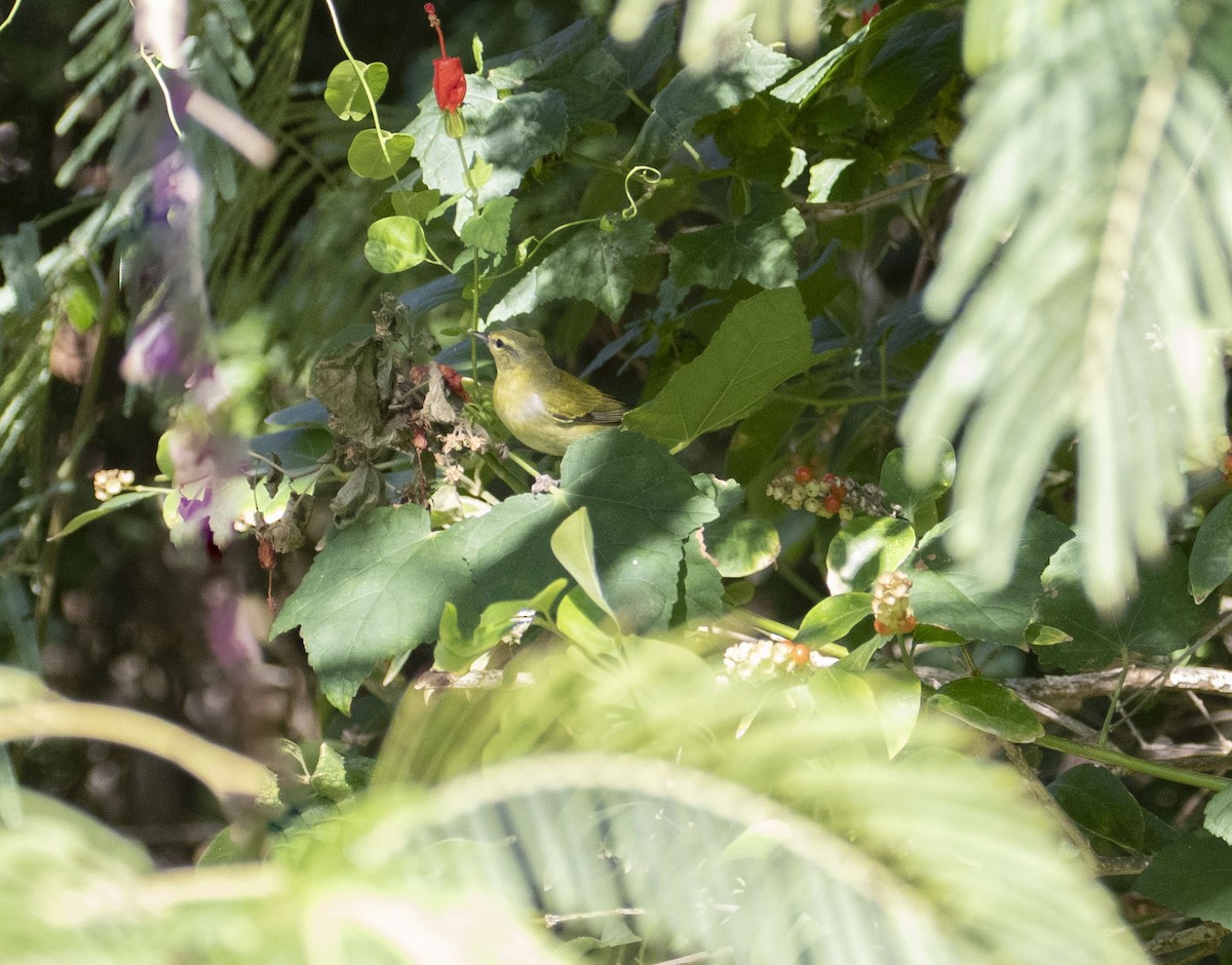 Tennessee Warbler - ML645468548