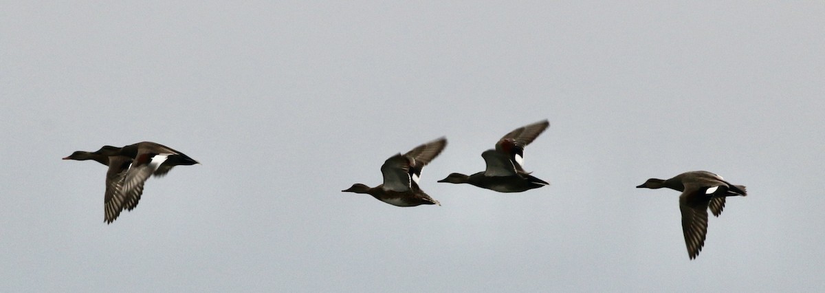 Gadwall - ML645468551