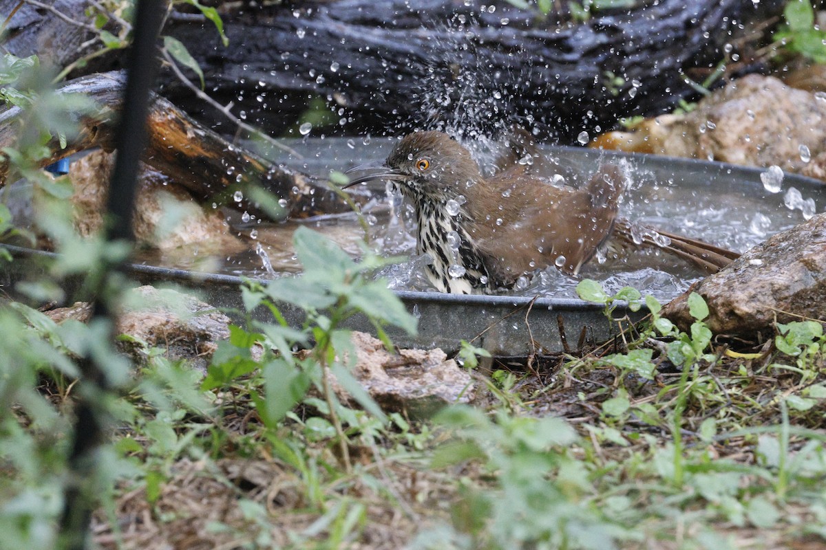 drozdec dlouhozobý - ML645468554