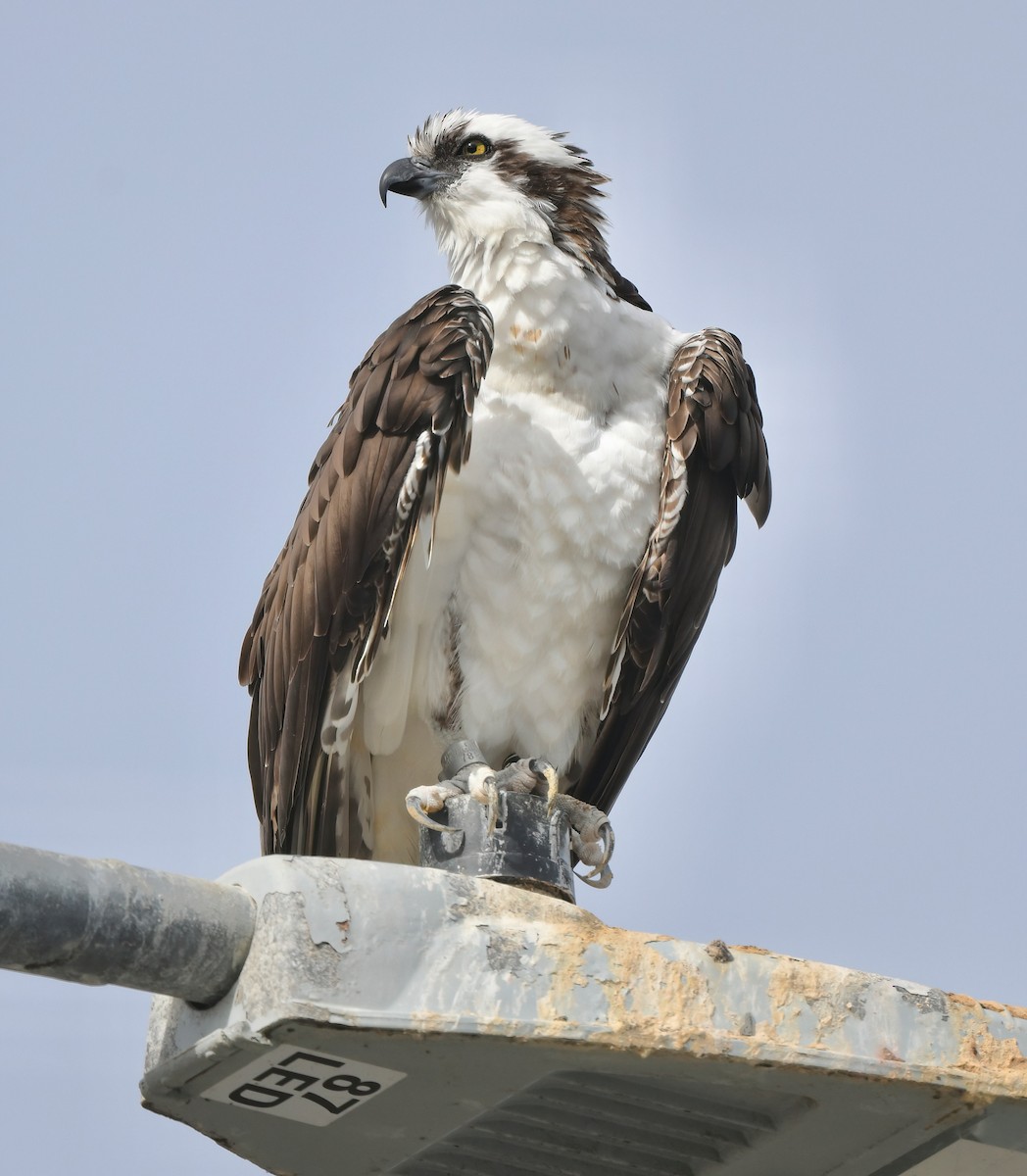 Arrano arrantzalea - ML645468569