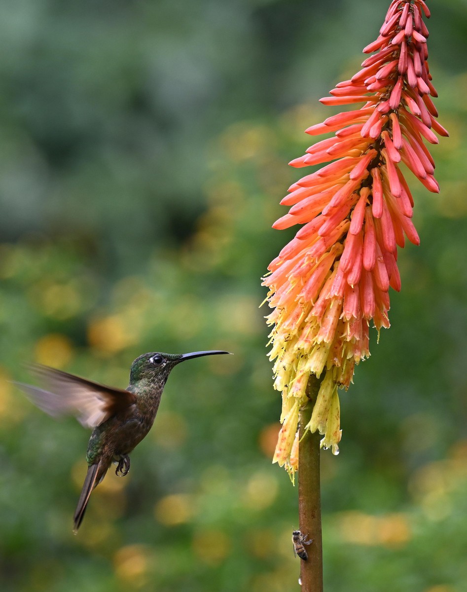 Fawn-breasted Brilliant - ML645468570