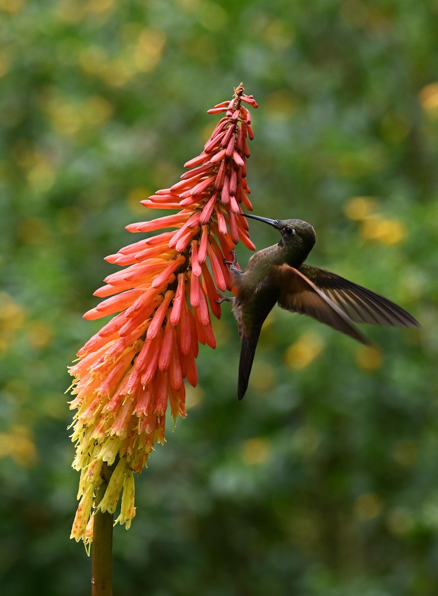 Fawn-breasted Brilliant - ML645468572