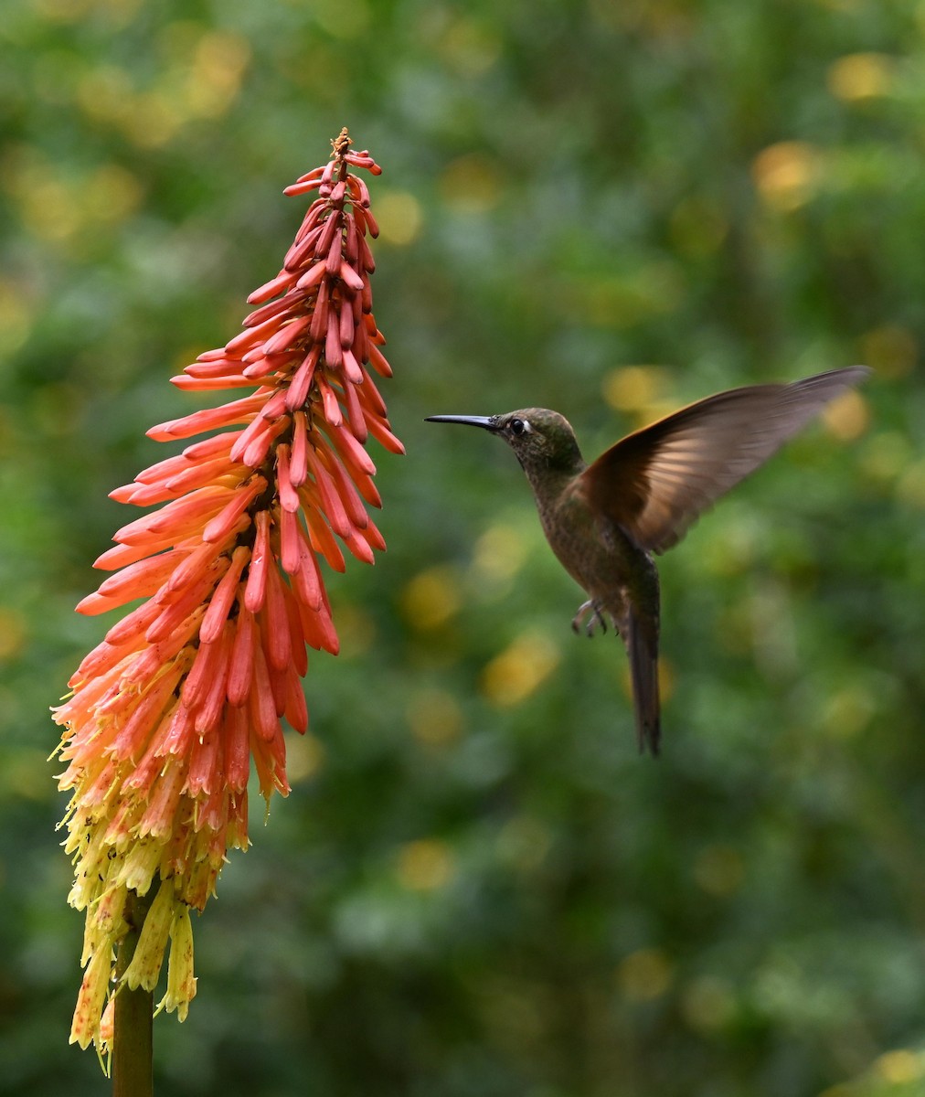 Fawn-breasted Brilliant - ML645468573