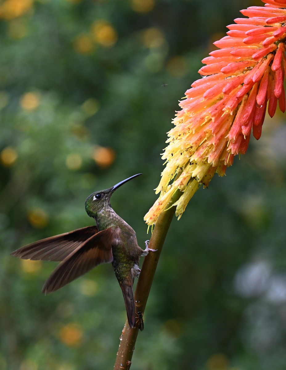 Fawn-breasted Brilliant - ML645468575