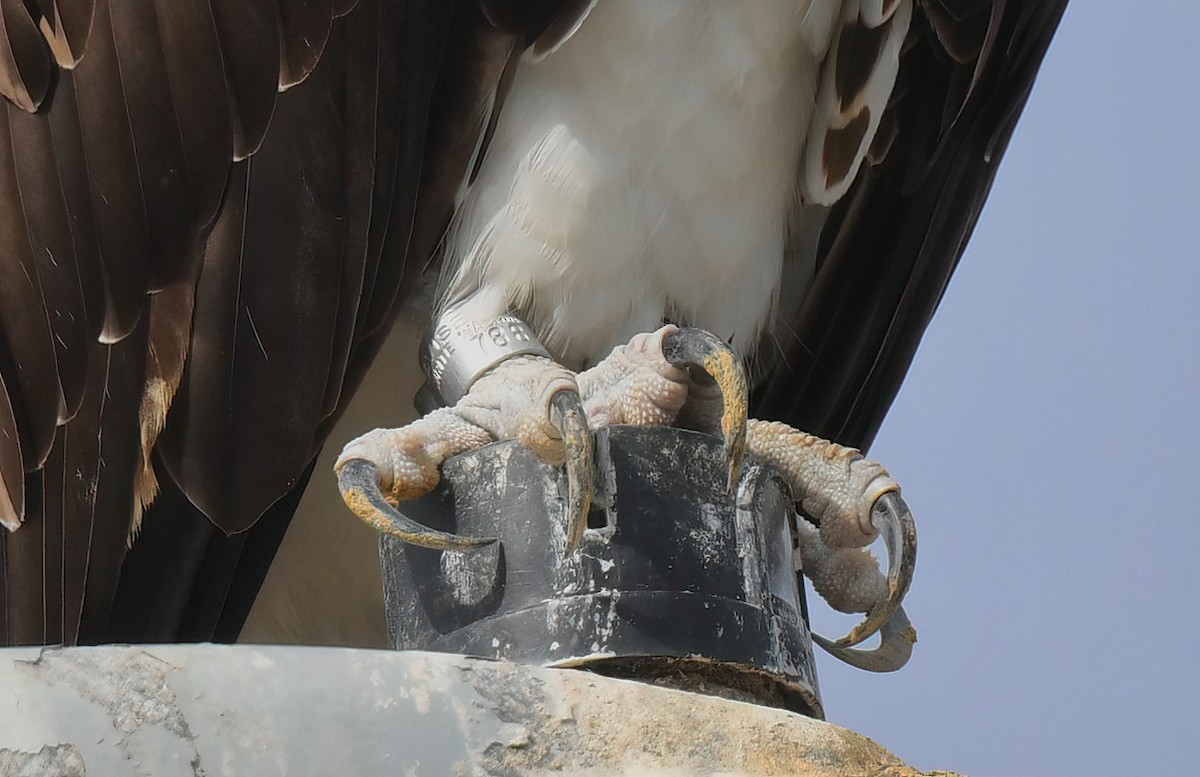 Arrano arrantzalea - ML645468577