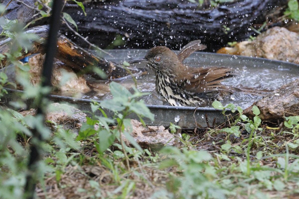 drozdec dlouhozobý - ML645468582