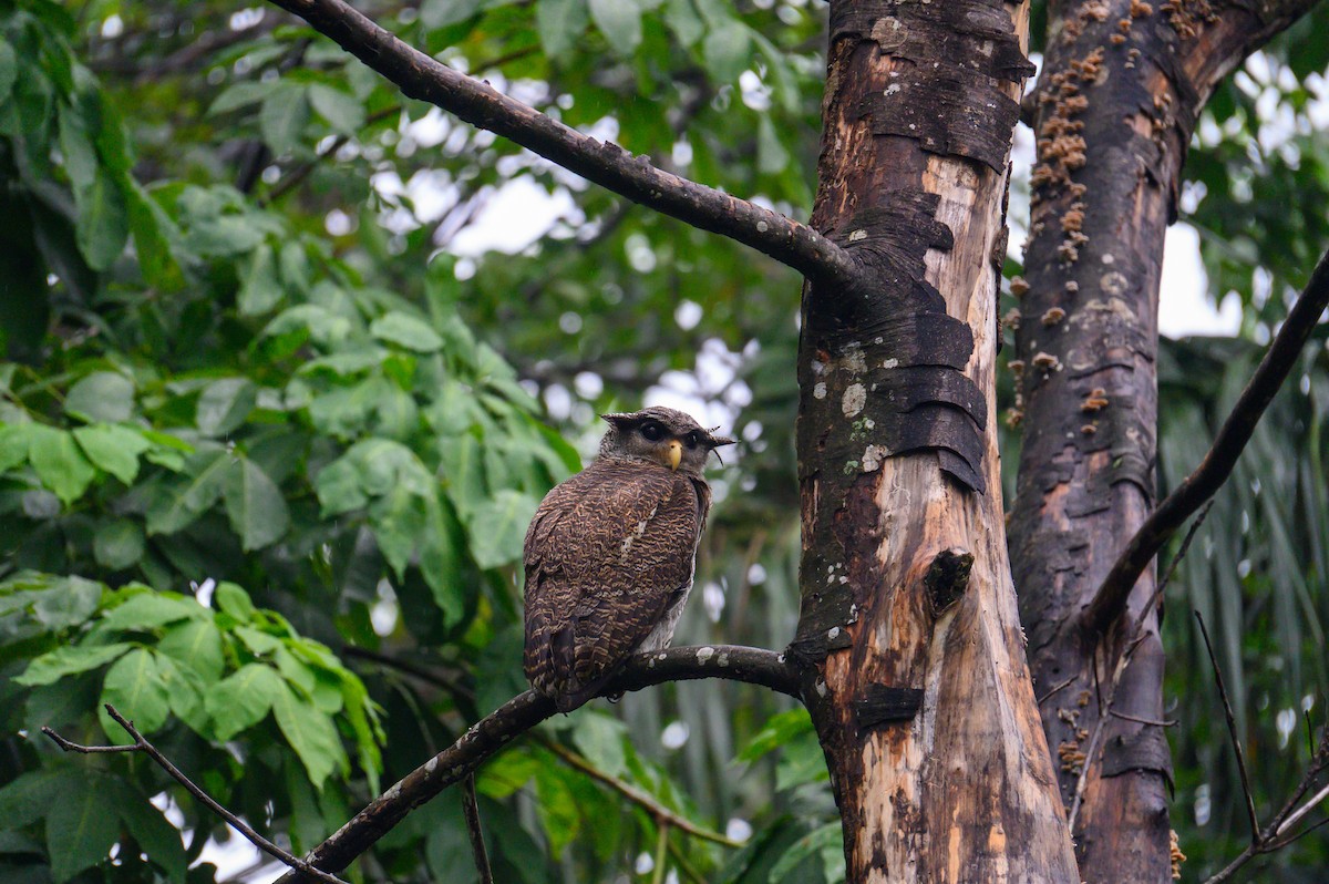 Barred Eagle-Owl - ML645468584