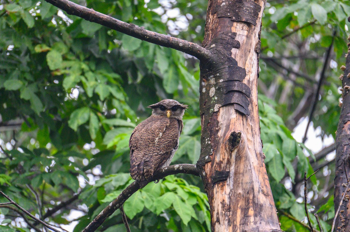 Barred Eagle-Owl - ML645468585