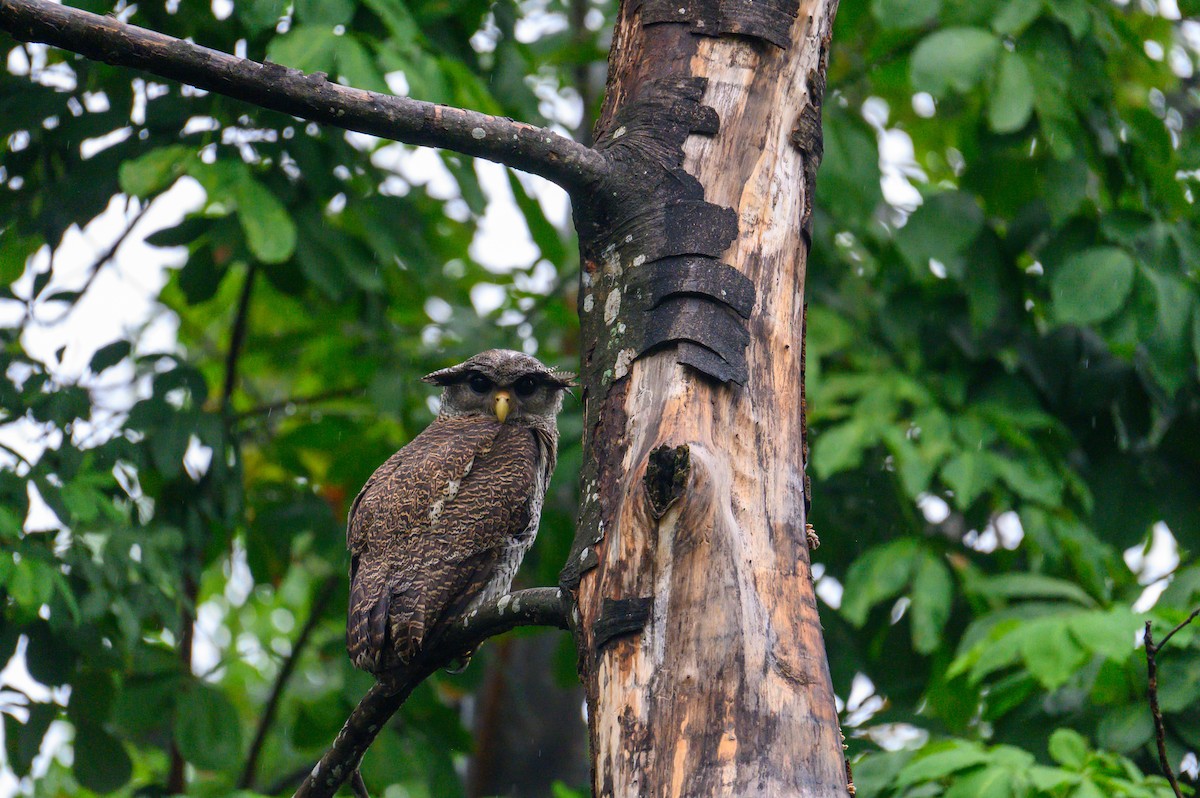 Barred Eagle-Owl - ML645468586