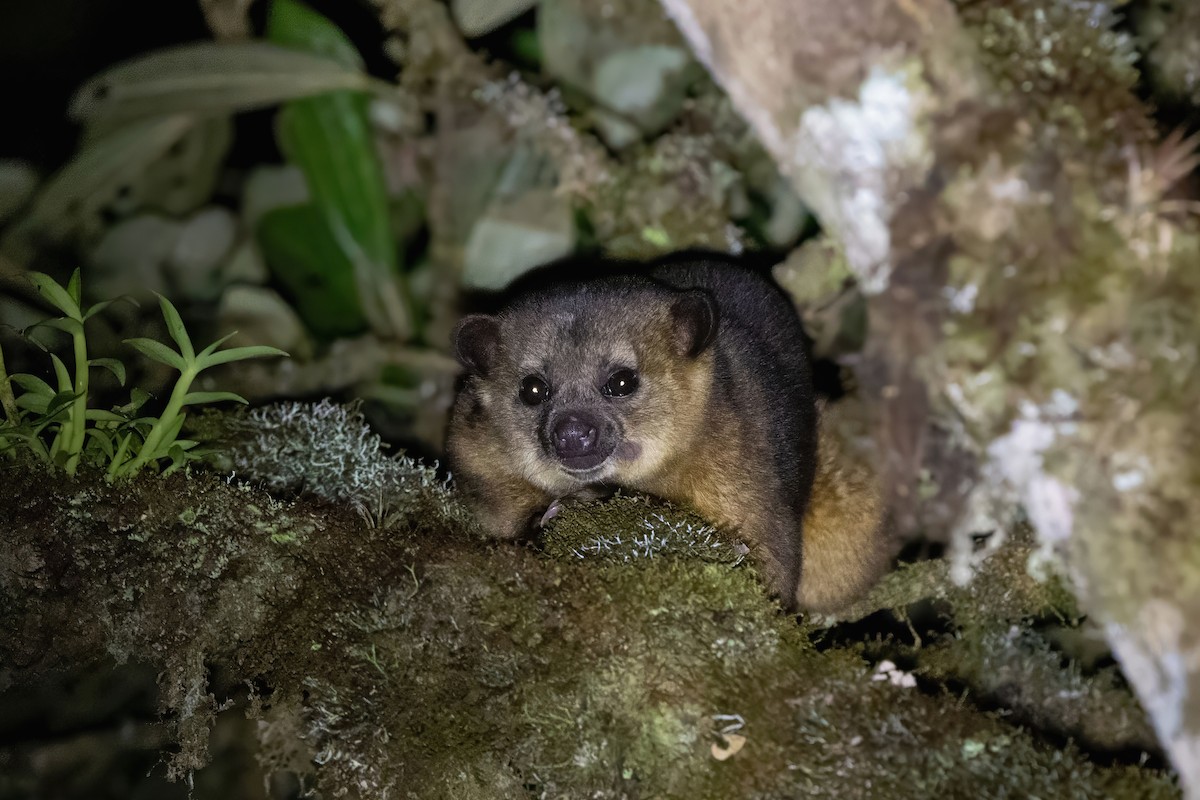 Kinkajou - ML645468598