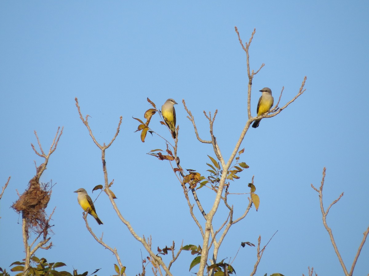 Western Kingbird - ML645468600