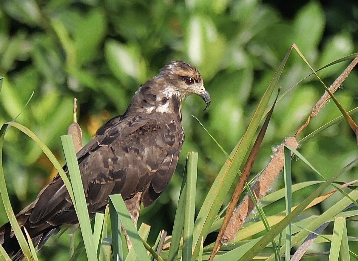 Snail Kite - ML645468603