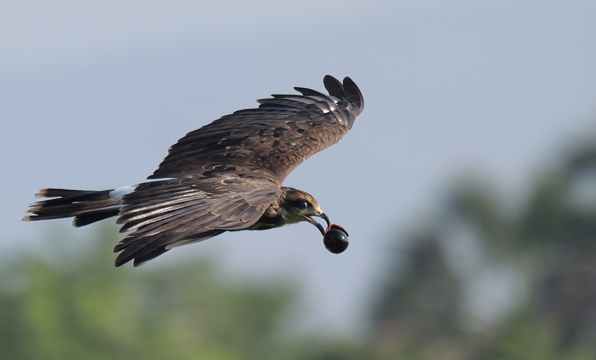 Snail Kite - ML645468604