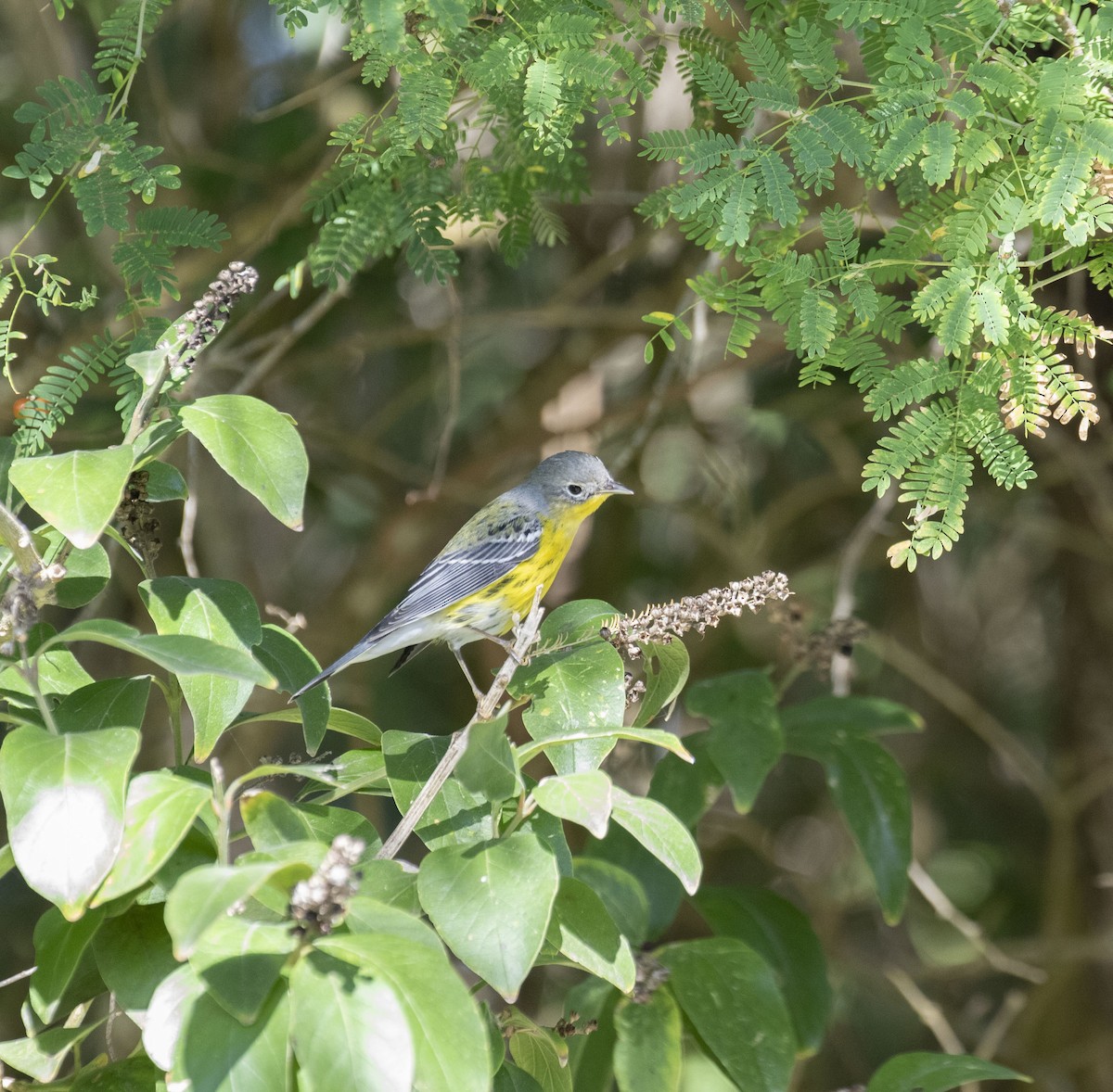 Magnolia Warbler - ML645468613