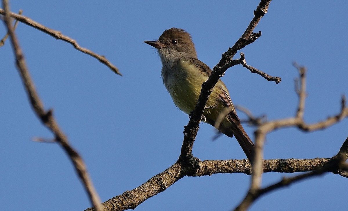 Brown-crested Flycatcher - ML645468614