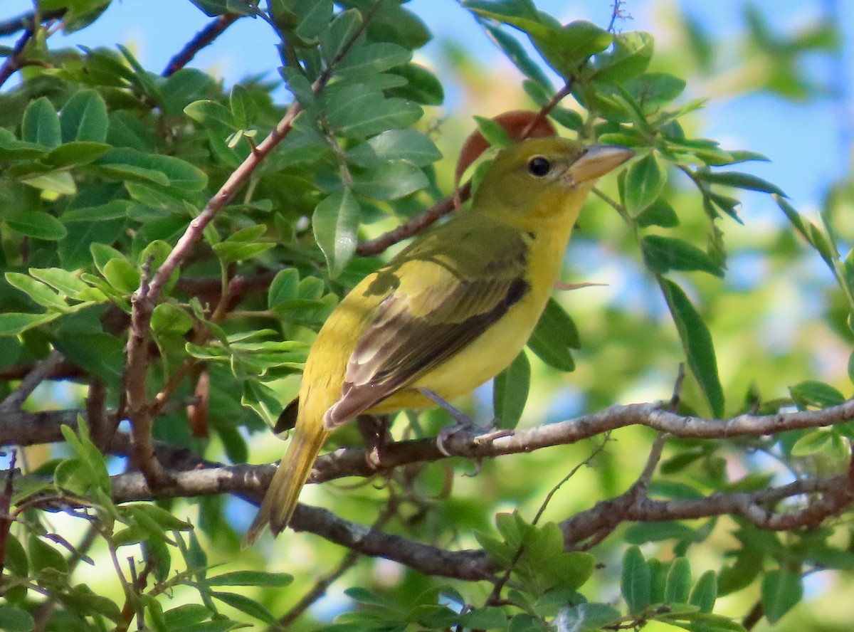 Piranga gorria - ML645468616