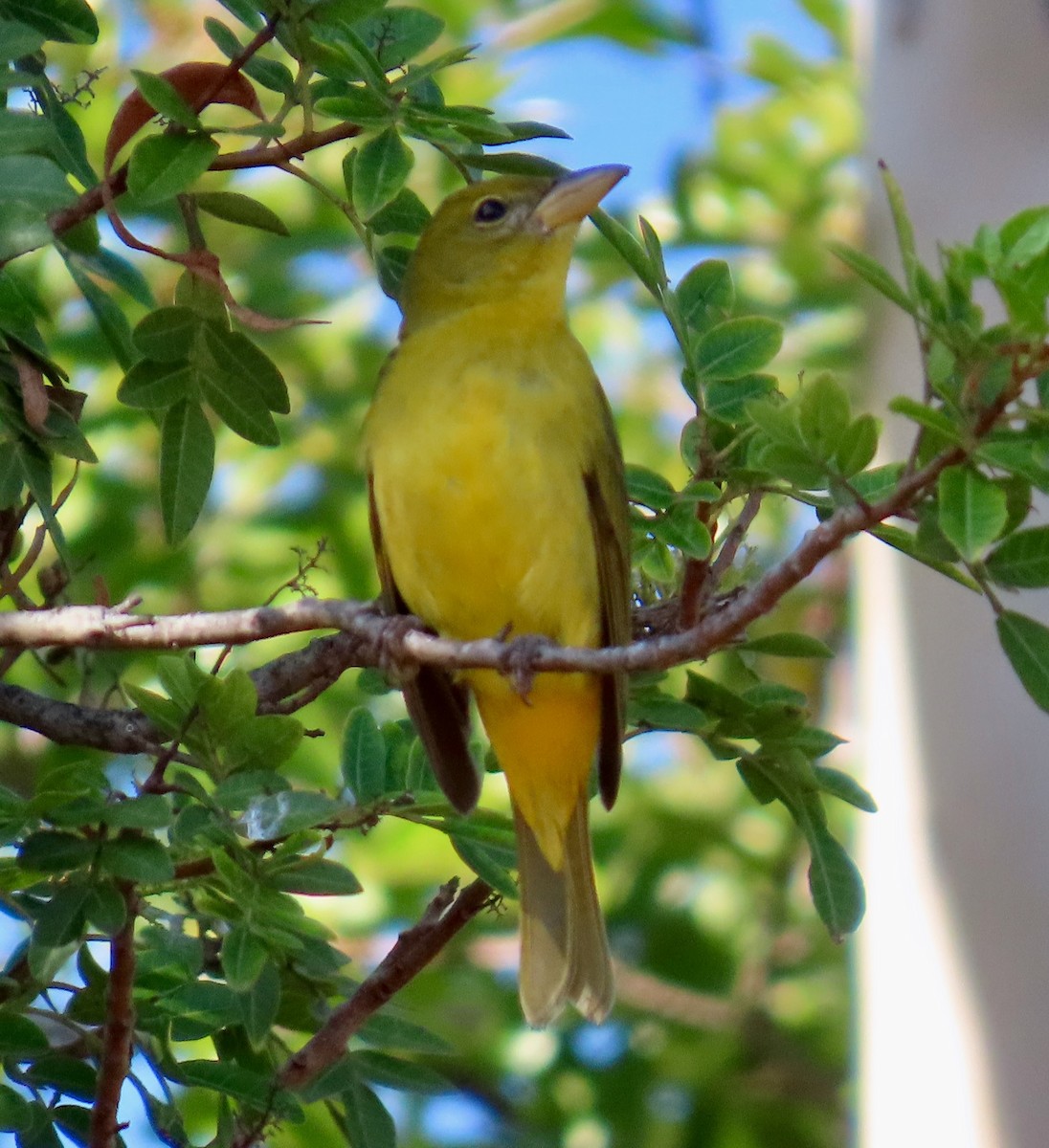 Piranga gorria - ML645468617