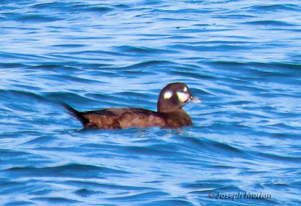 Ahate arlekina - ML645468620