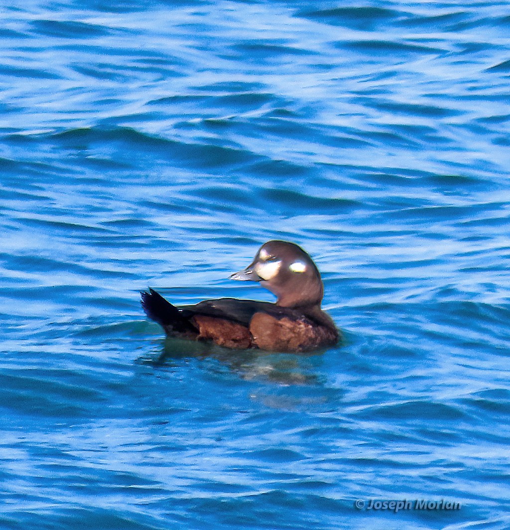 Ahate arlekina - ML645468621