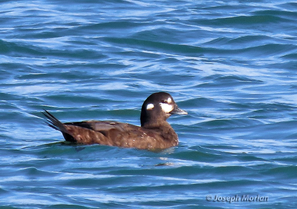 Ahate arlekina - ML645468622