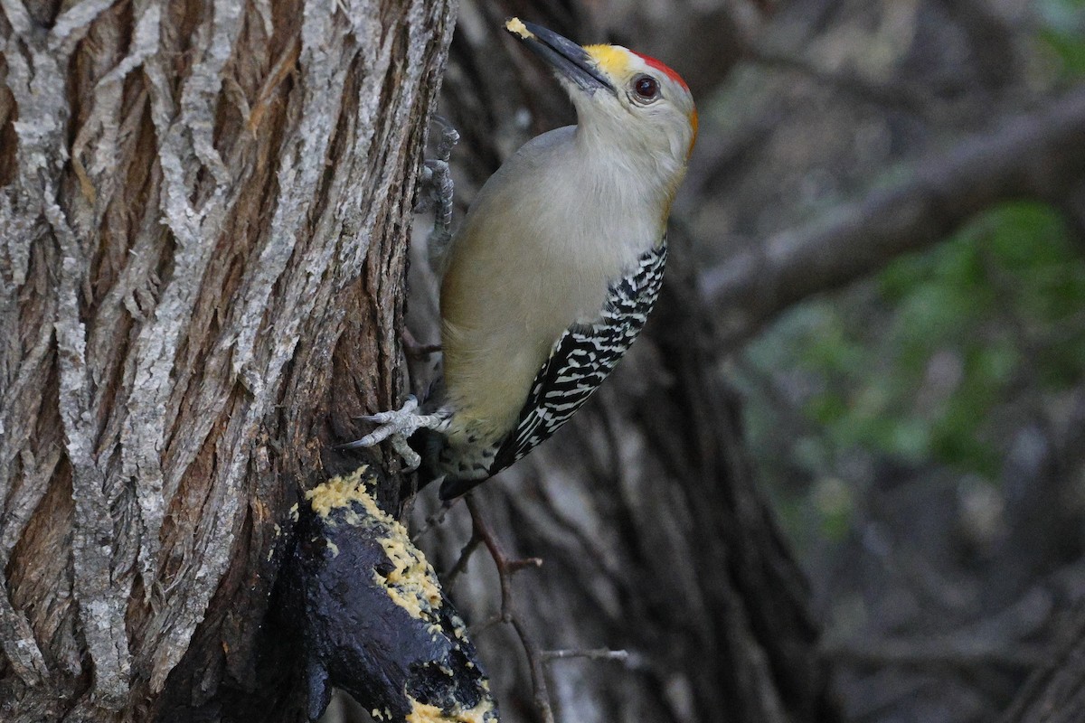 datel zlatočelý (ssp. aurifrons) - ML645468623