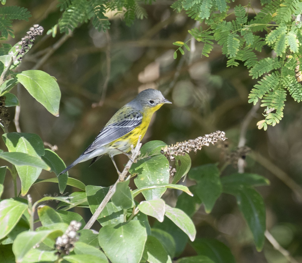 Magnolia Warbler - ML645468624