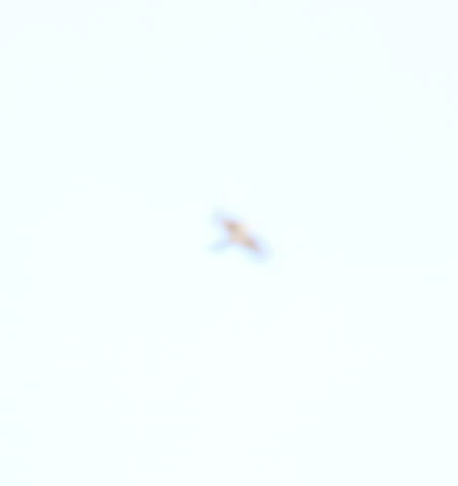 Swallow-tailed Kite - ML645468633