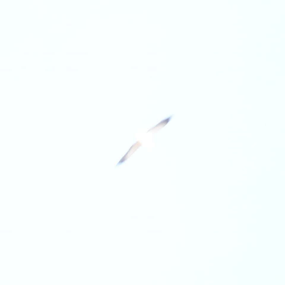 Swallow-tailed Kite - ML645468634