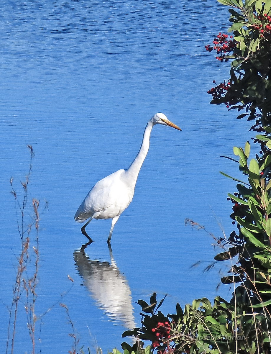 Great Egret - ML645468642