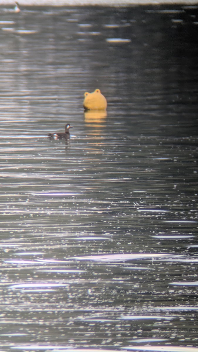 White-winged Scoter - ML645468648