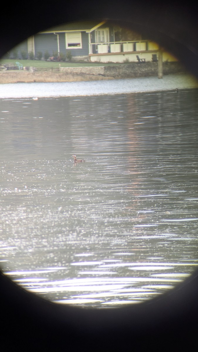 White-winged Scoter - ML645468649