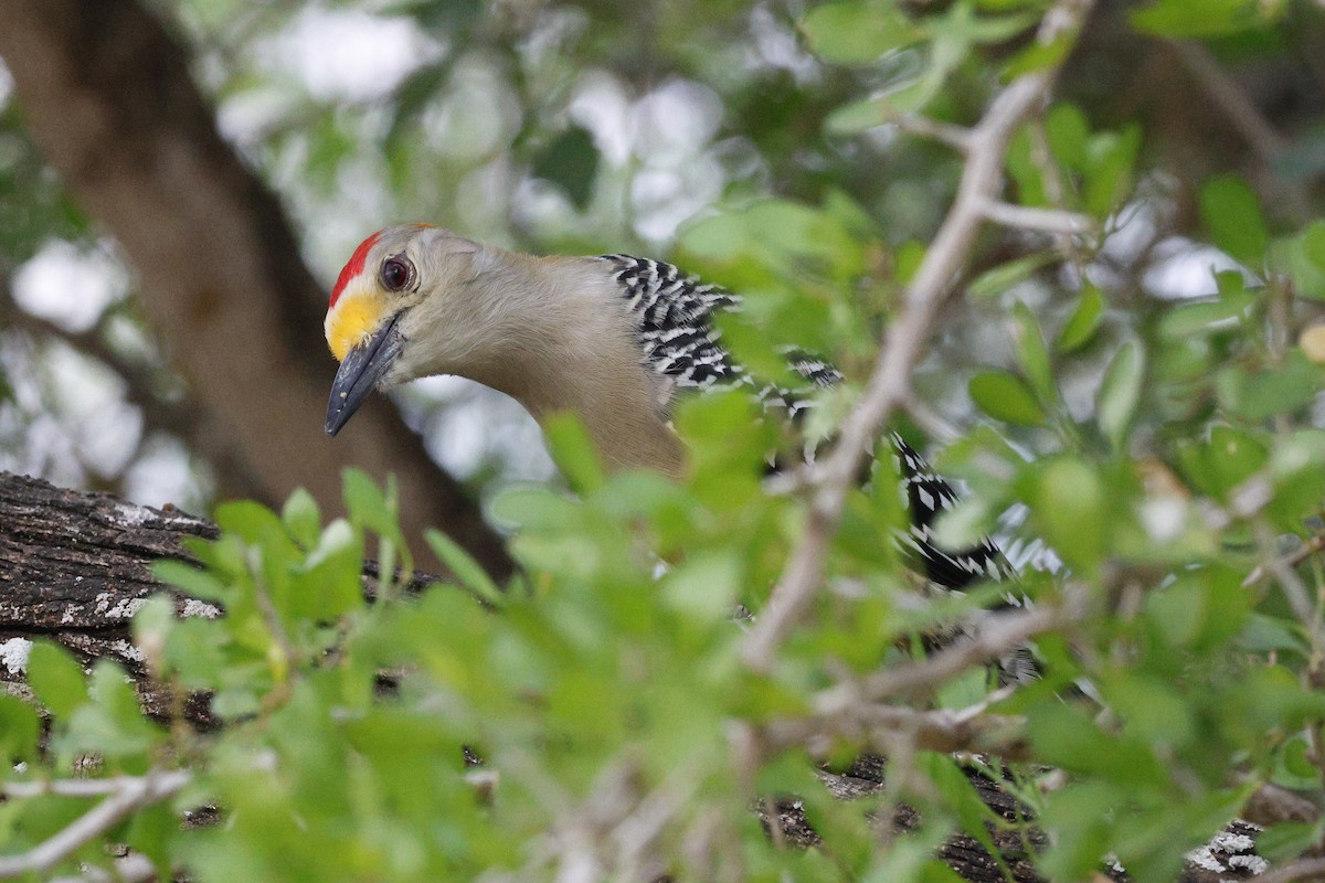 datel zlatočelý (ssp. aurifrons) - ML645468664