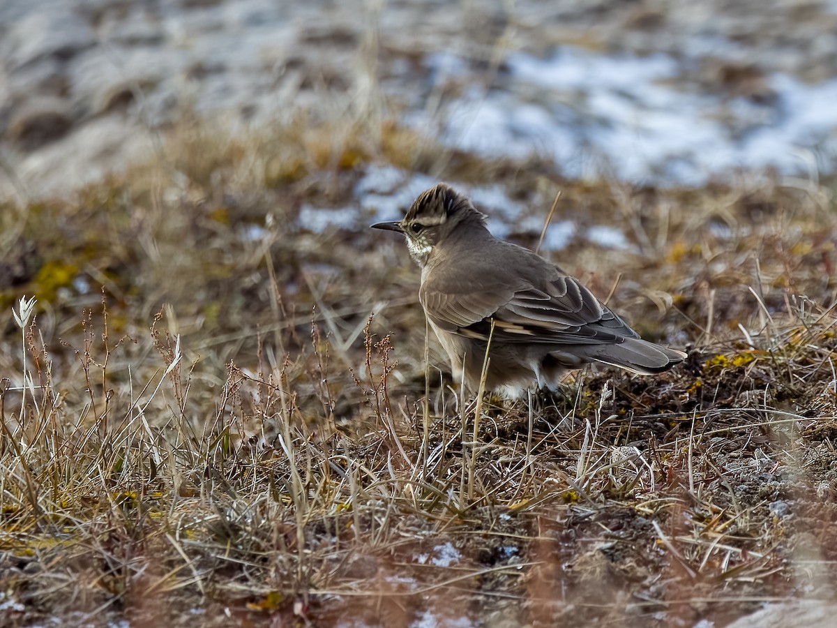 Buff-winged Cinclodes - ML645468673