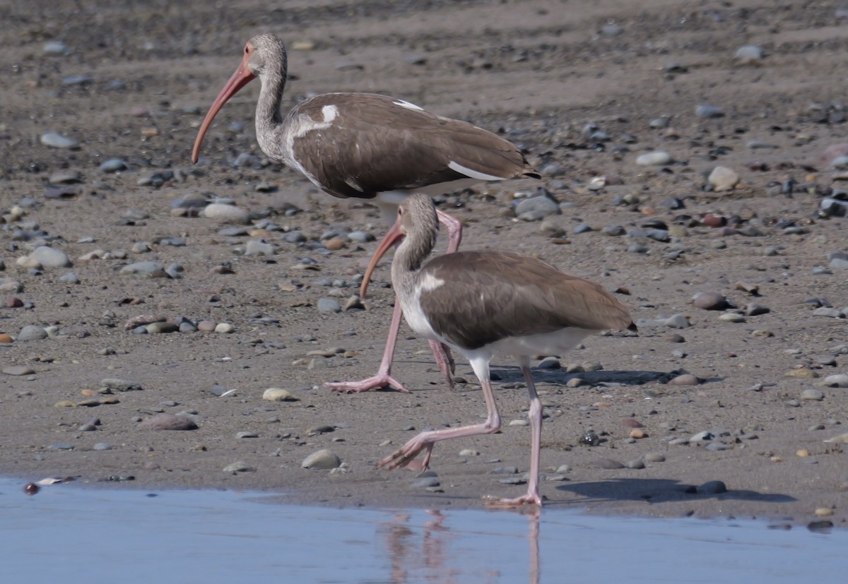 White Ibis - ML645468675